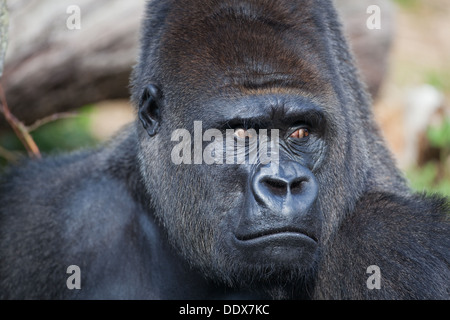 Flachlandgorilla (Gorilla Gorilla Gorilla). Männlich. Durrell Wildlife Park, Jersey, Kanalinseln, Großbritannien. Stockfoto