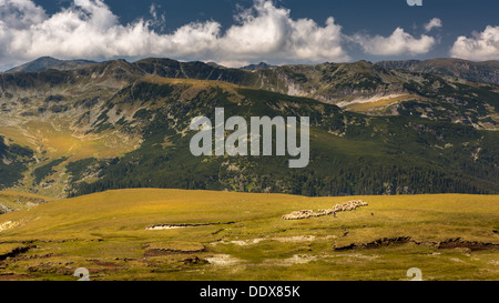 Karpaten Landschaft eine Schafherde Weiden auf einer Hochebene Stockfoto