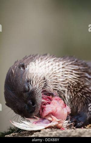 American River Otter Lontra (Lutra) Canadensis. Nahaufnahme des Kopfes während des Essens, zeigt Tasthaare. Stockfoto