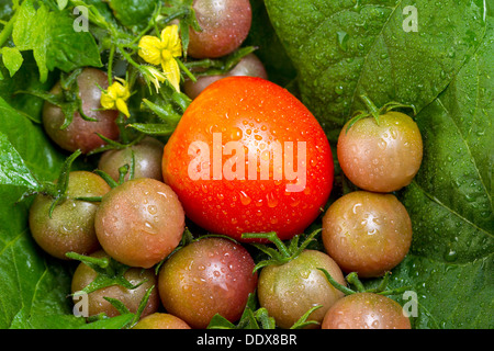 Konzentrieren Sie sich auf einzelne große reife Tomate in einem Haufen von frisch gepflückten kleine Tomaten, Wassertropfen Sie, mit grünen Blättern und schreien Stockfoto