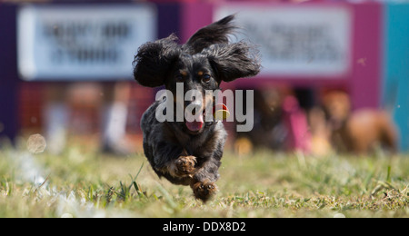 Ein Langhaar Dackel konkurriert in der jährlichen "Wiener Takes All" Dackel-Rennen in Bella Vista, Arkansas Stockfoto