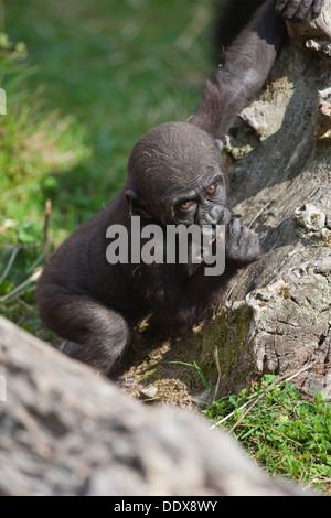 Flachlandgorilla (Gorilla Gorilla). Elf Monate alten Jungen. Durrell Wildlife Park, Jersey, Kanalinseln, Großbritannien. Stockfoto