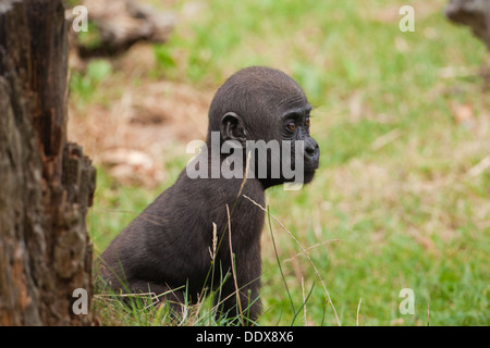 Flachlandgorilla (Gorilla Gorilla). Elf Monate alten Jungen. Durrell Wildlife Park, Jersey, Kanalinseln, Großbritannien. Stockfoto