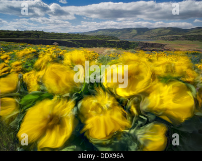 Balsamwurzel Wildblumen im Wind. Tom McCall Park. Columbia River Gorge National Scenic Area. Oregon Stockfoto