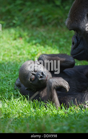 Westliche Flachlandgorillas (Gorilla Gorilla Gorilla). Elf Monate alt Youngster und wachsamen Mutter. Durrell Wildlife Trust. Stockfoto