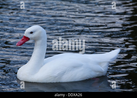 Coscoroba Schwan (Coscoroba Coscoroba). Stockfoto