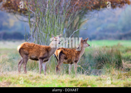 Whitetail Kitzen in einem dichten Wald Stockfoto