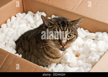 Verärgert Katze im Karton Verpackung Erdnüsse Stockfoto