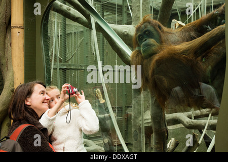 Frau und Kind beobachten und zu fotografieren ein Orang-Utan in seinem Gehege im Zoo von Chester