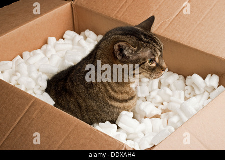 Neugierige Katze im Karton Verpackung Erdnüsse Stockfoto