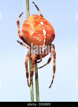 Nahaufnahme von eine enorme weibliche vier-Ort Orb-Weaver (Araneus Quadratus) in ihrem Netz Stockfoto