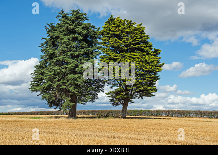 Bäume auf Ackerland bei Castor in der Nähe von Peterborough Stockfoto