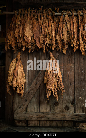 Goldene Tabakblätter Austrocknen auf ein altes Scheunentor. Stockfoto