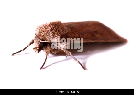 Große gelbe Underwing Moth (Noctua Pronuba) auf weißem Hintergrund Stockfoto