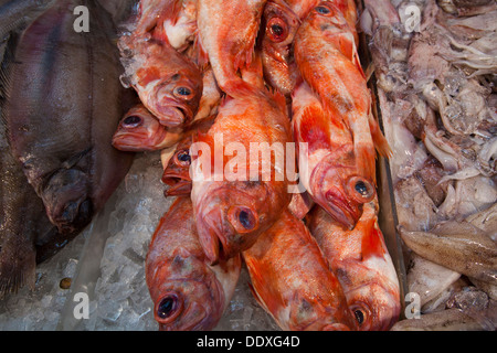 Fisch und Meeresfrüchte-Markt, East Broadway, Chinatown, New York, Vereinigte Staaten von Amerika Stockfoto