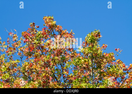 Die Wipfel eines Baumes Sweetgum (Liquidambar Styraciflua) in der Herbstsaison vor einem strahlend blauen Himmel. Stockfoto