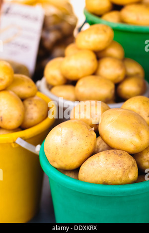 Geerntete Kartoffeln in bunten Eimern. Stockfoto