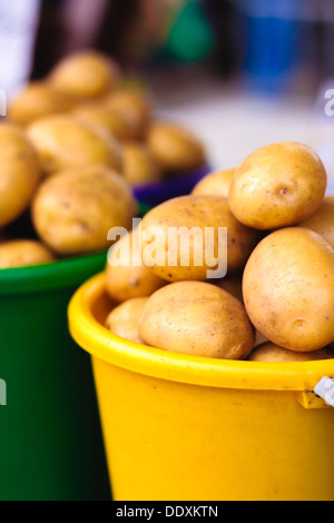 Geerntete Kartoffeln in bunten Eimern. Stockfoto