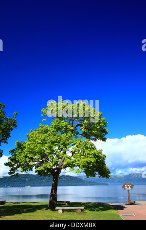 Baum am Kussharo-See, Hokkaido Stockfoto