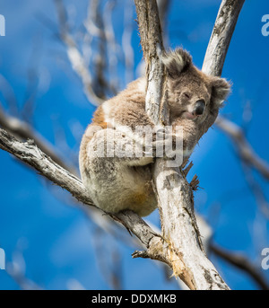 Koala auf Eukalyptus-Baum Stockfoto
