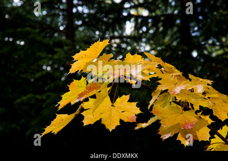 Ahornblätter auf dunklem Hintergrund Stockfoto