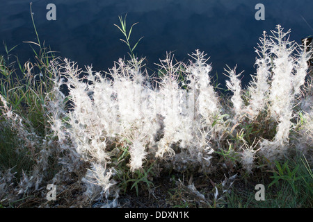 Rosebay Weidenröschen, Chamerion Angustifolium, Samen Stockfoto