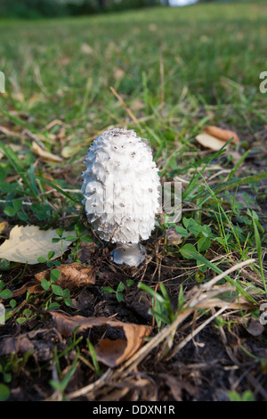 Coprinus Comatus, zottigen Tinte GAP Pilz, Finnland Europa Stockfoto