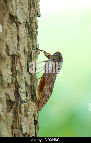 Zikade auf einem Baum Stockfoto