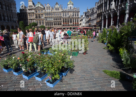 Grote Markt Grand Place Brüssel Bruxelles Belgien Belgique Belgien Europa Stockfoto