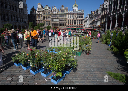 Grote Markt Grand Place Brüssel Bruxelles Belgien Belgique Belgien Europa Stockfoto