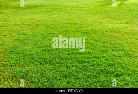 Landschaft mit grünen Rasen bedeckt Stockfoto