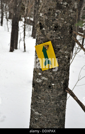 Ein Trail-Marker auf Crabbe Berg in Fredericton, New Brunswick Stockfoto