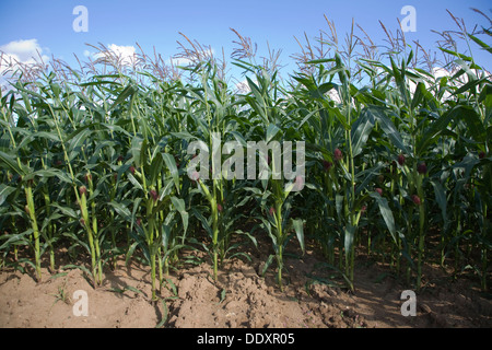 Zuckermais Mais Pflanzen wachsen im Feld Suffolk England Stockfoto