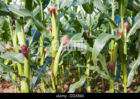 Zuckermais Mais Pflanzen wachsen im Feld Suffolk England Stockfoto