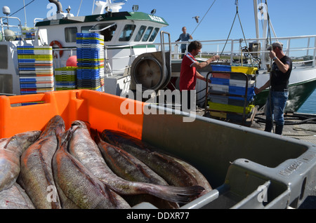 In den Hafen von Le Guilvinec in der Bretagne, ein Fischerboot gerade angekommen, Fische sind ausgeladen und auf den Markt. Stockfoto