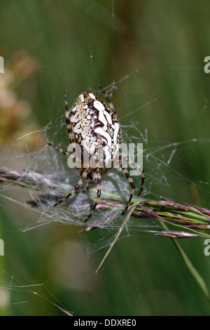 Oakleaf Orbweaver, Araneus Ceropegius Aculepeira ceropegia Stockfoto