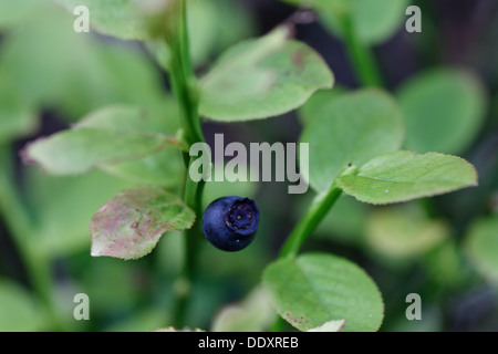 Blaubeeren, Vaccinium Myrtillus, Alpen, Frankreich Stockfoto