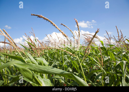 Zuckermais Mais Pflanzen wachsen im Feld Suffolk England Stockfoto