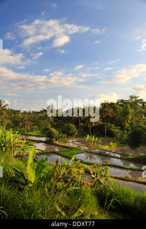 Indonesien, Bali, Tirta Gangga, Reisterrassen Stockfoto