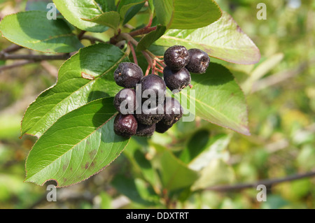 Schwarze Apfelbeere Stockfoto