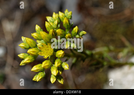 Zurückgebogen Stein indigen, krumme gelbe Mauerpfeffer, Fetthenne, Sedum reflexum Stockfoto