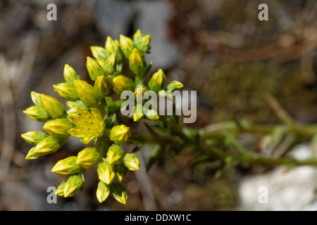 Zurückgebogen Stein indigen, krumme gelbe Mauerpfeffer, Fetthenne, Sedum reflexum Stockfoto