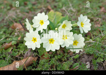 Primula Vulgaris (Primel) blühen im Frühling und wild im Garten Rasen wächst Stockfoto