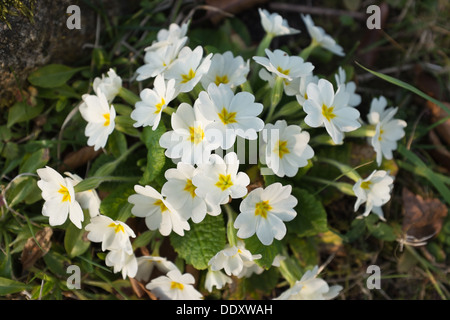 Primula Vulgaris (Primel) blühen im Frühling und wild im Garten Rasen wächst Stockfoto