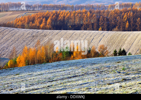 Lärchen und Felder in Biei, Hokkaido Stockfoto