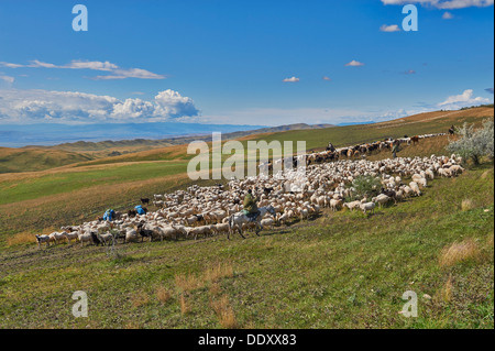 Herde von Schafen in der einsamen Steppenlandschaft in der Nähe von David Gareja, Georgia Stockfoto