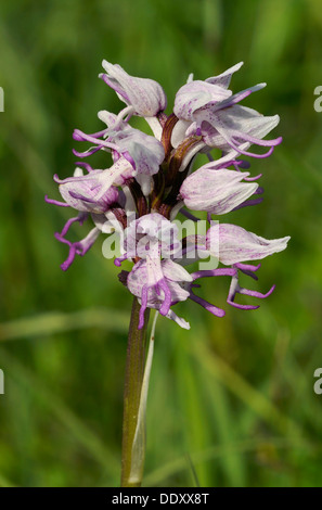 Affe Orchidee - Orchis Simia seltene britischen Orchidee Stockfoto
