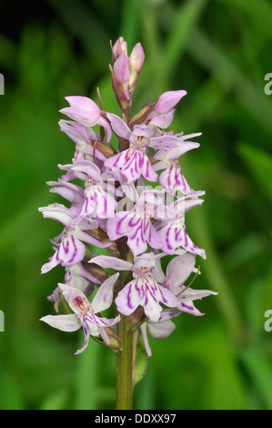 Gemeinsame gefleckte Orchidee - Dactylorhiza fushsii Stockfoto