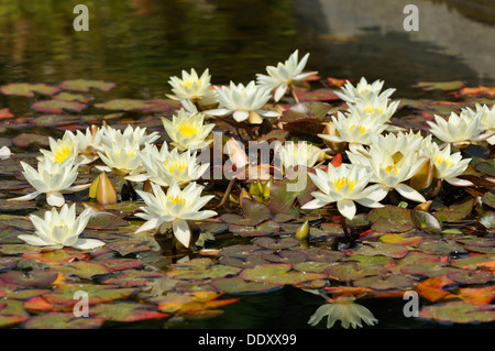 Gelbe Seerose - Nymphaea 'Pygmaea Helvola' Zwerg Stockfoto
