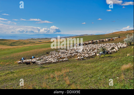 Herde von Schafen in der einsamen Steppenlandschaft in der Nähe von David Gareja, Georgia Stockfoto